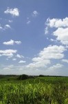 phm24_0151-s